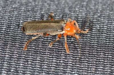 <i>Cantharis livida</i>