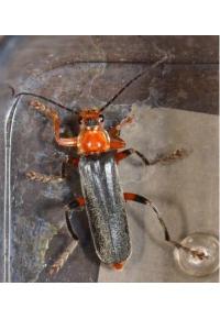 <i>Cantharis livida</i>
