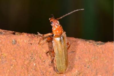 <i>Cantharis rufa</i>