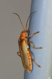 <i>Cantharis rufa</i>