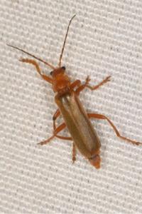 <i>Cantharis rufa</i>