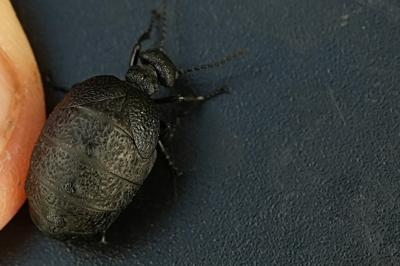 <i>Eurymeloe rugosus</i>