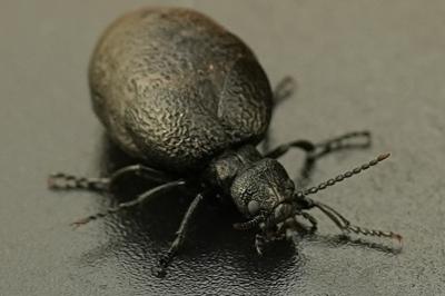 <i>Eurymeloe rugosus</i>