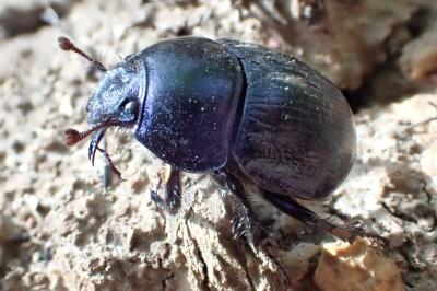 <i>Anoplotrupes stercorosus</i>