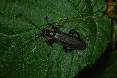 <i>Cantharis livida</i>