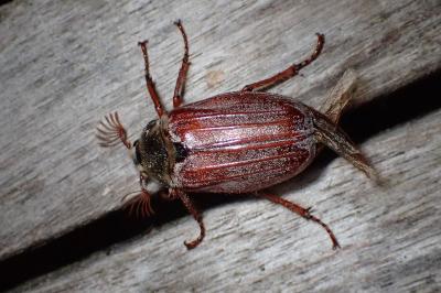 <i>Melolontha melolontha</i>