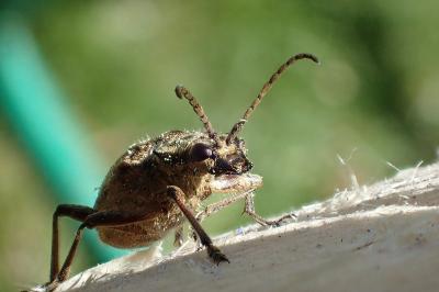 <i>Rhagium inquisitor</i>