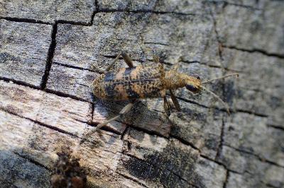 <i>Rhagium sycophanta</i>