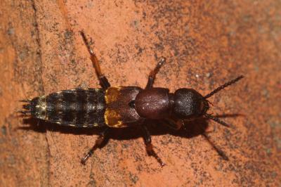 <i>Dinothenarus fossor</i>