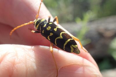 <i>Plagionotus arcuatus</i>
