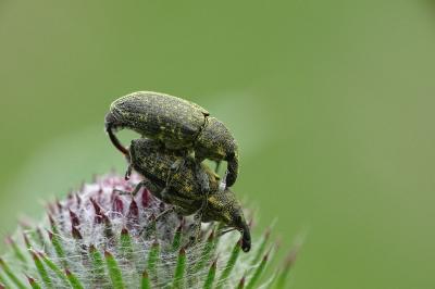 <i>Larinus</i>