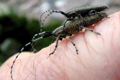<i>Agapanthia villosoviridescens</i>