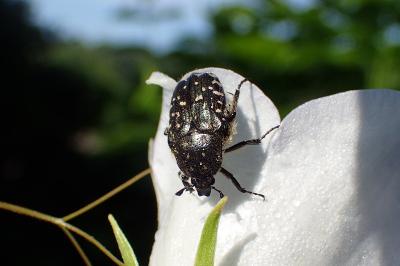 <i>Oxythyrea funesta</i>