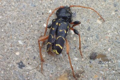 <i>Plagionotus arcuatus</i>
