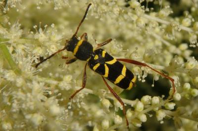 <i>Clytus arietis</i>