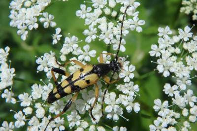 <i>Rutpela maculata</i>