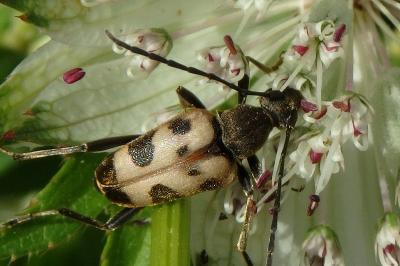 <i>Pachytodes cerambyciformis</i>