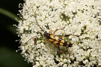 <i>Rutpela maculata</i>