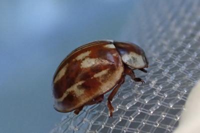<i>Myzia oblongoguttata</i>