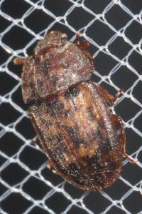 <i>Soronia grisea</i>