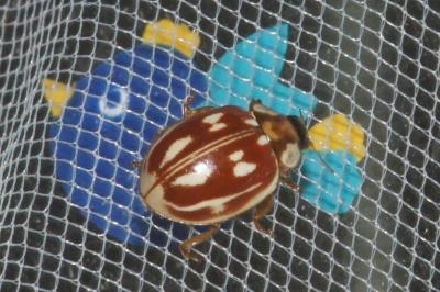<i>Myzia oblongoguttata</i>