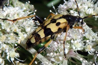 <i>Rutpela maculata</i>