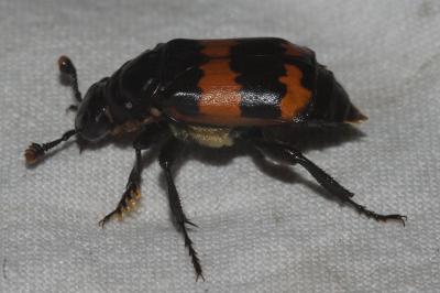 <i>Nicrophorus interruptus</i>