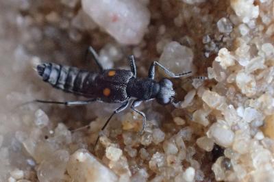 <i>Stenus biguttatus</i>
