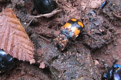<i>Nicrophorus vespilloides</i>