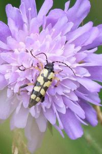 <i>Rutpela maculata</i>