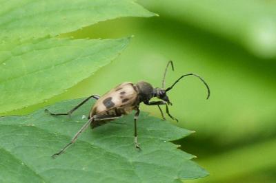 <i>Pachytodes cerambyciformis</i>