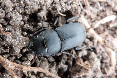 <i>Dorcus parallelipipedus</i>