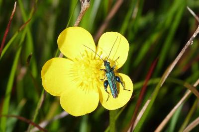 <i>Oedemera</i>