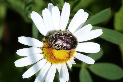 <i>Oxythyrea funesta</i>