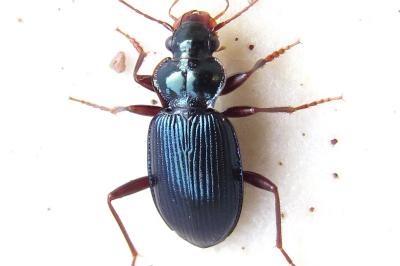 <i>Leistus spinibarbis</i>