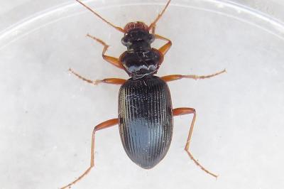 <i>Leistus rufomarginatus</i>