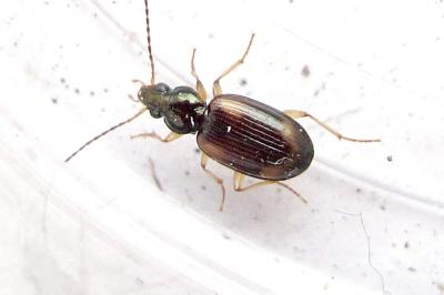 <i>Bembidion tetracolum</i>