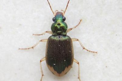 <i>Chlaenius vestitus</i>