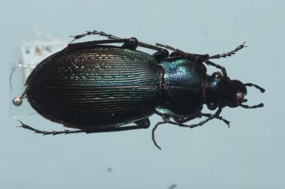 <i>Carabus monilis</i>