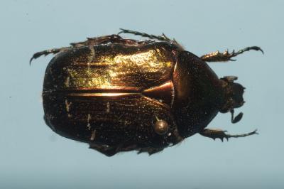 <i>Cetonia aurata</i>