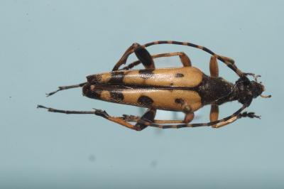 <i>Rutpela maculata</i>