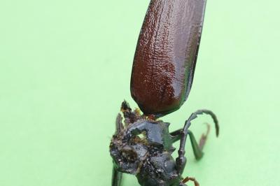 <i>Prionus coriarius</i>