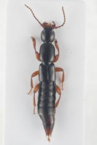 <i>Lathrobium brunnipes</i>