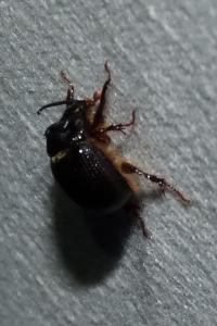<i>Odonteus armiger</i>