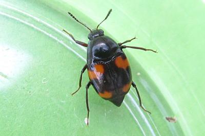 <i>Scaphidium quadrimaculatum</i>