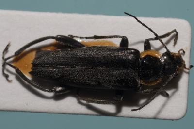 <i>Cantharis obscura</i>