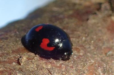 <i>Exochomus quadripustulatus</i>