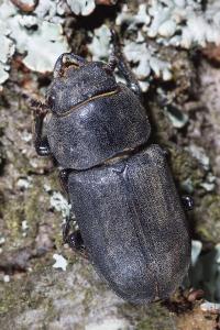 <i>Dorcus parallelipipedus</i>