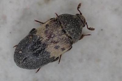 <i>Dermestes lardarius</i>