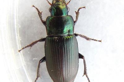 <i>Harpalus distinguendus</i>